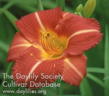 Daylily Muscadine Magic